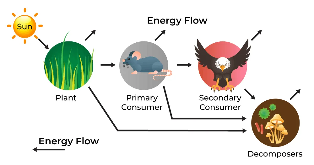Visual representation of natural energy flow throughout the day showing waves of activity and rest